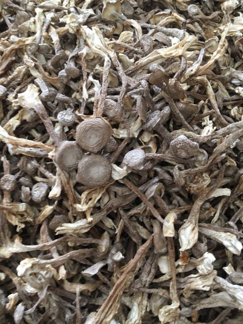 鹿茸菇特级粗条鹿茸菇火锅专用食材