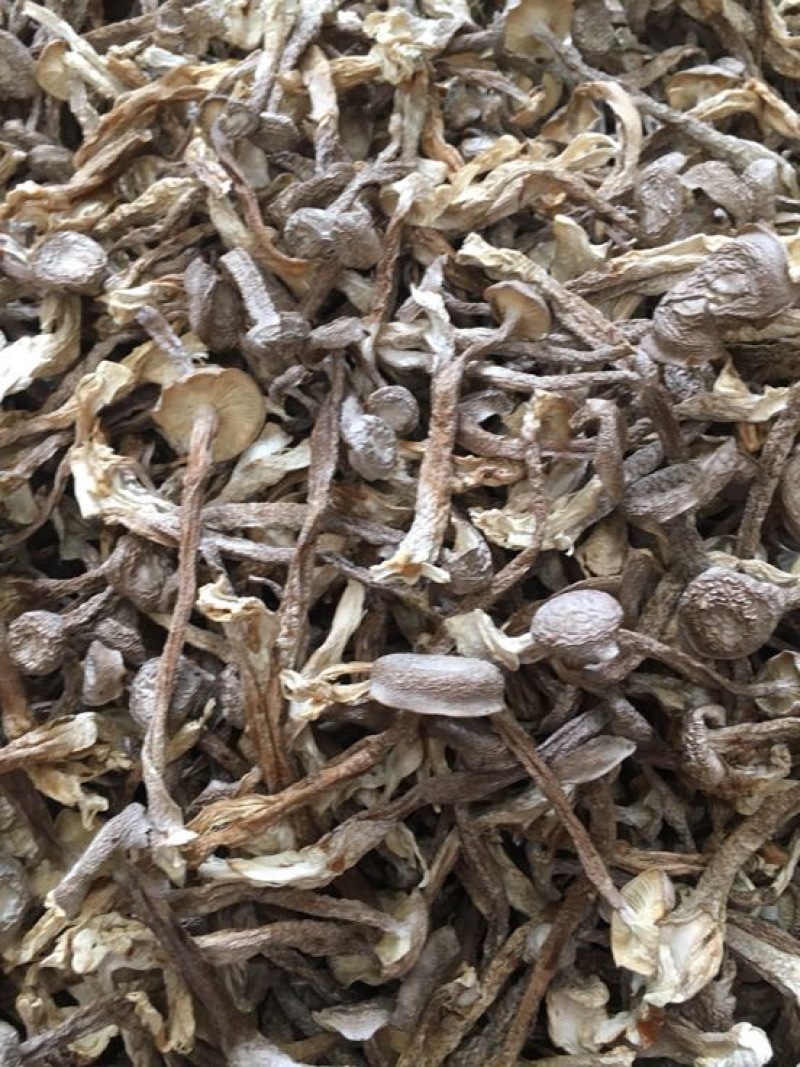 鹿茸菇特级粗条鹿茸菇火锅专用食材