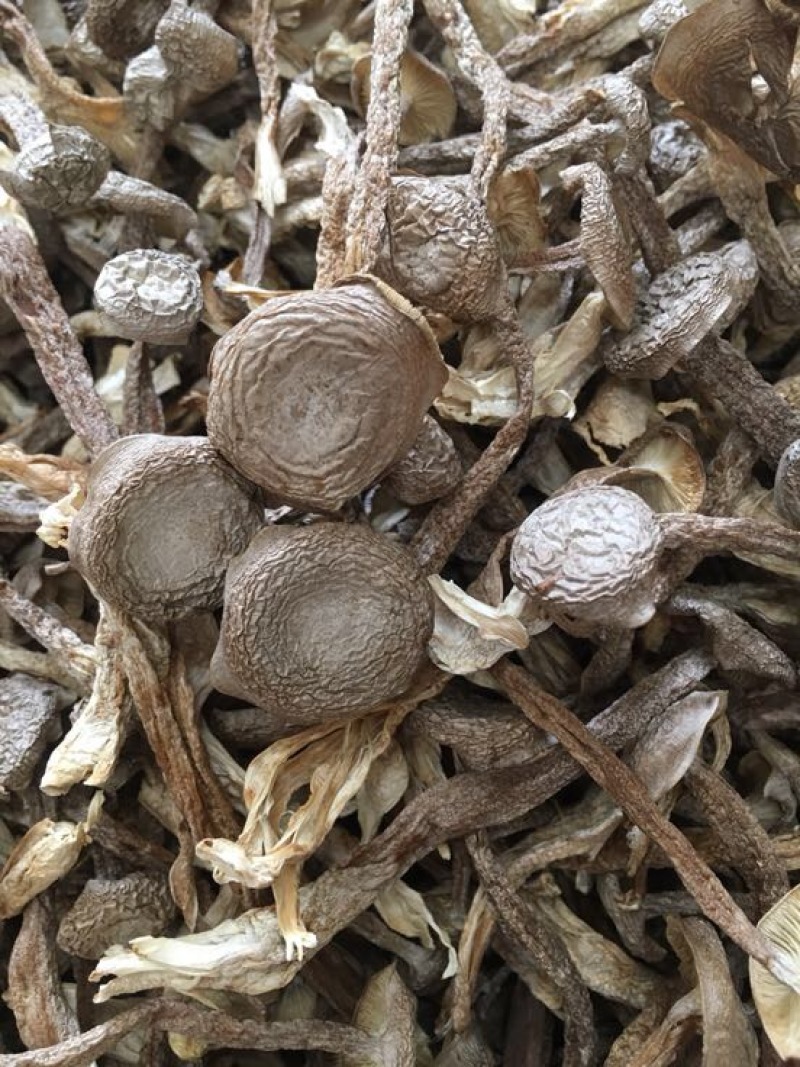 鹿茸菇特级粗条鹿茸菇火锅专用食材