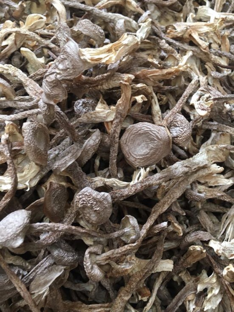鹿茸菇特级粗条鹿茸菇火锅专用食材