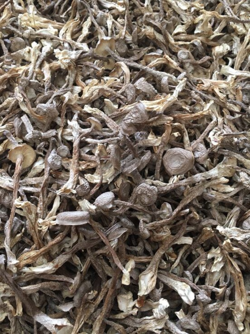 鹿茸菇特级粗条鹿茸菇火锅专用食材