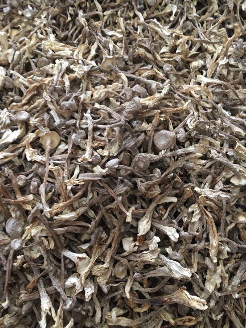 鹿茸菇特级粗条鹿茸菇火锅专用食材