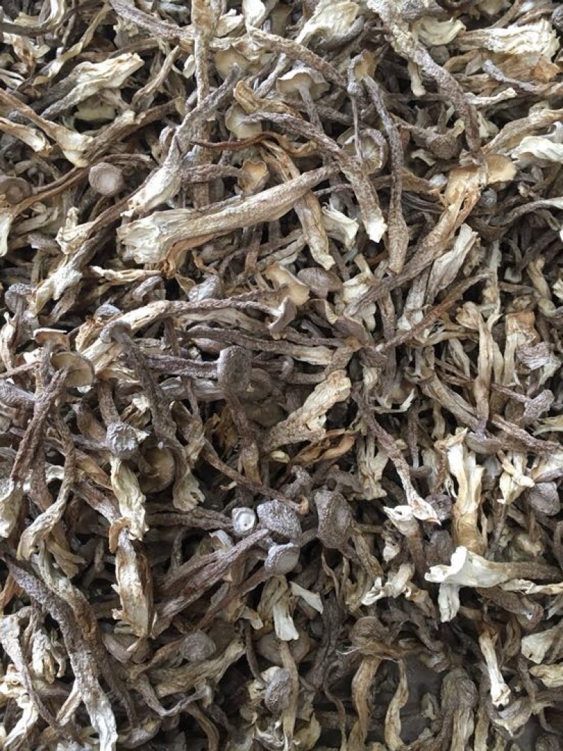 鹿茸菇特级粗条鹿茸菇火锅专用食材