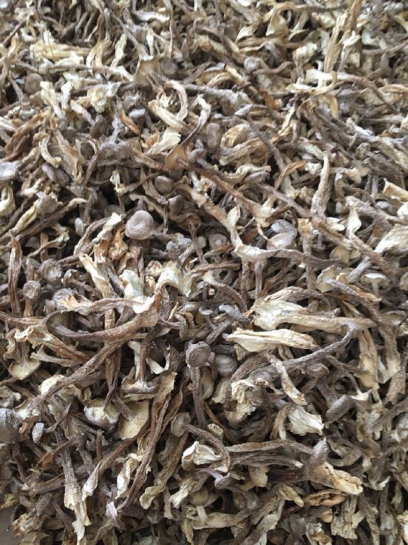鹿茸菇特级粗条鹿茸菇火锅专用食材