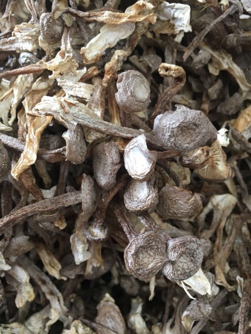 鹿茸菇特级粗条鹿茸菇火锅专用食材