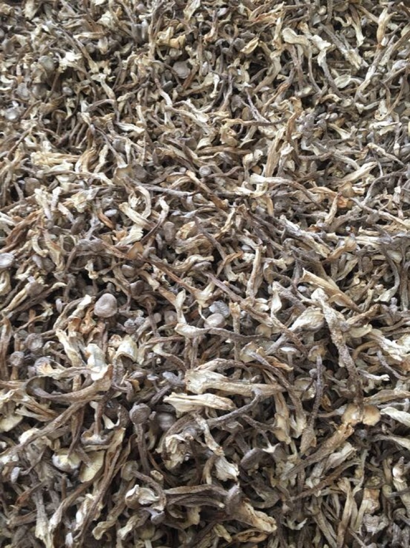 鹿茸菇特级粗条鹿茸菇火锅专用食材