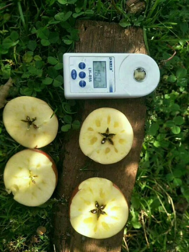 红富士苹果产地直销价格便宜大山里的苹果