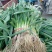 【推荐】红根蒜苗50~60cm产地一手货源欢迎咨询