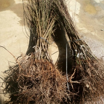 黄桃树苗40~50cm