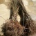 黄桃树苗40~50cm