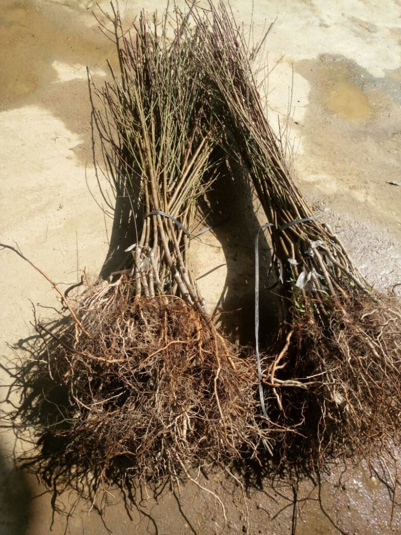 黄桃树苗40~50cm