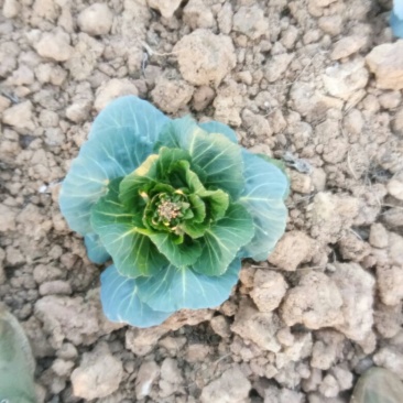 春菠菜20~25厘米
