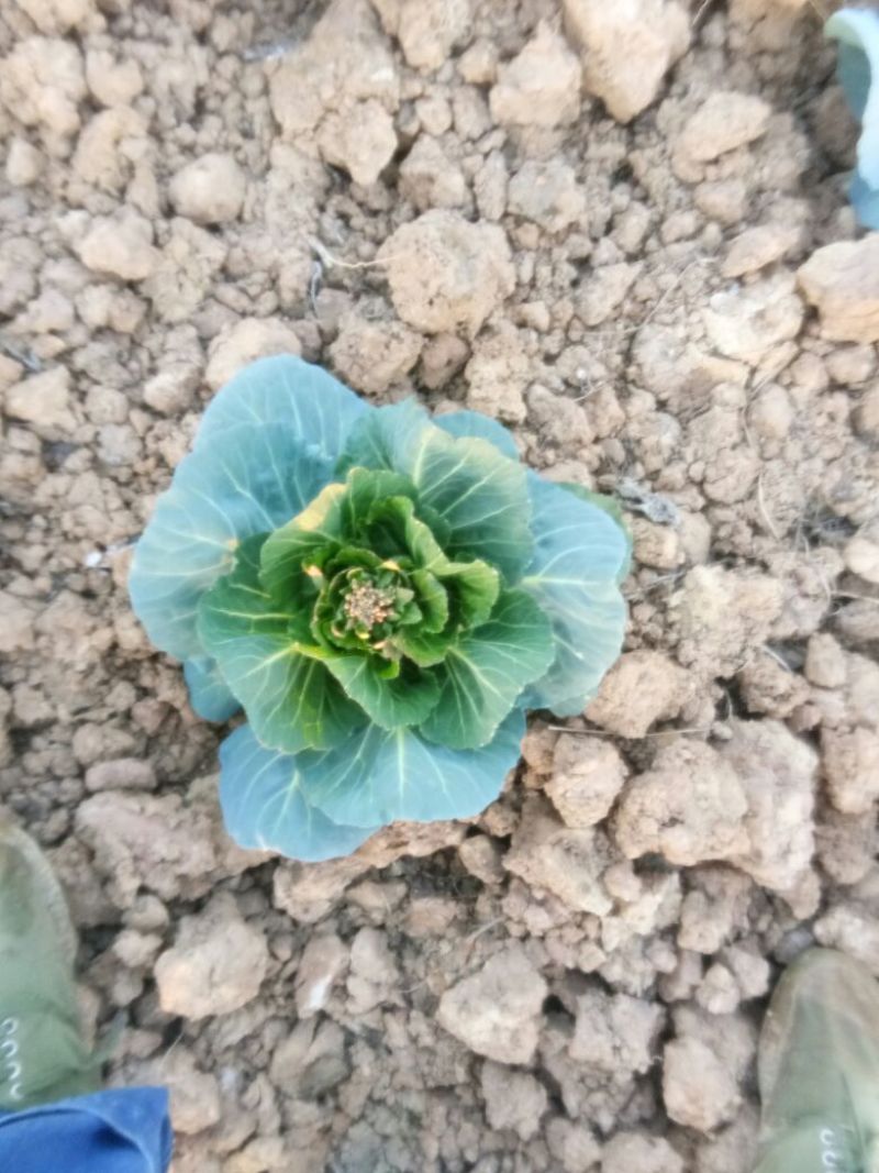 春菠菜20~25厘米