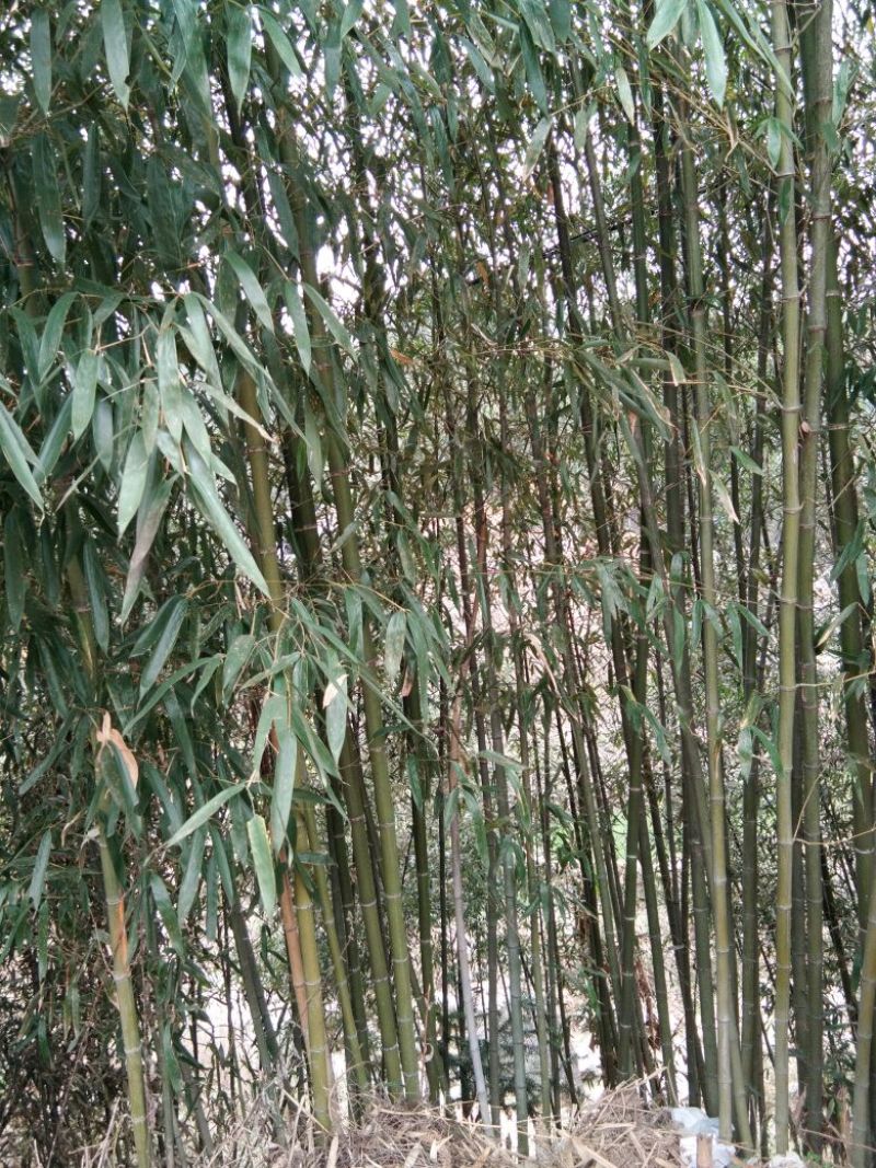 钢竹4~5m
