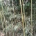 钢竹4~5m
