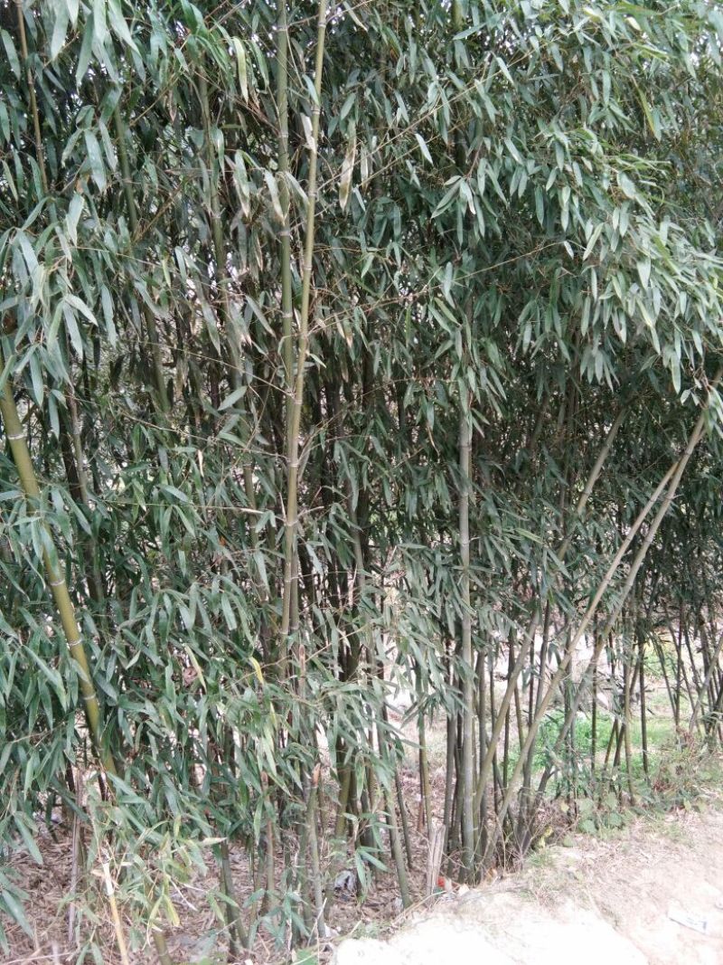 钢竹4~5m