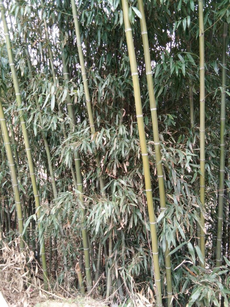 钢竹5~6m