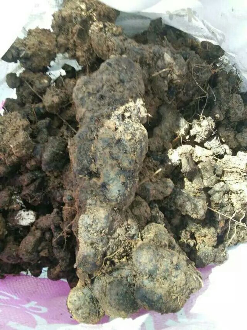 猪苓猪屎苓个