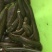 水蛭种苗