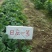 菠萝草莓苗10cm以下
