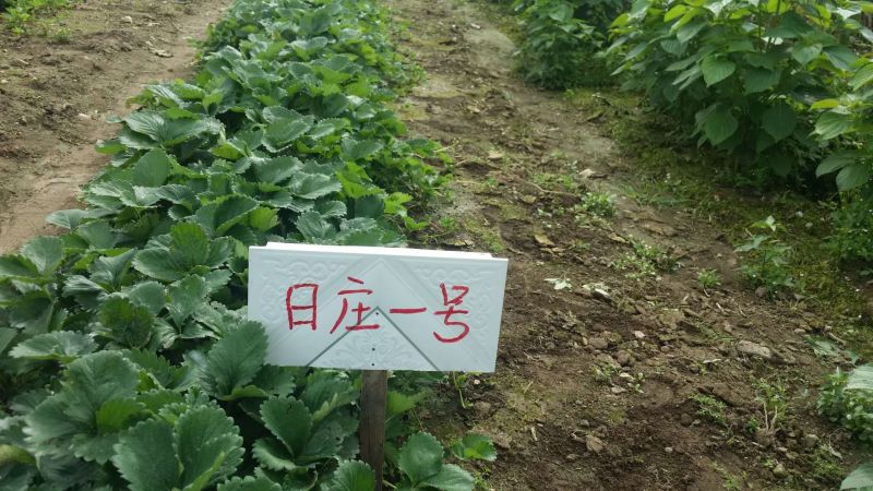 菠萝草莓苗10cm以下