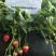 菠萝草莓苗10cm以下