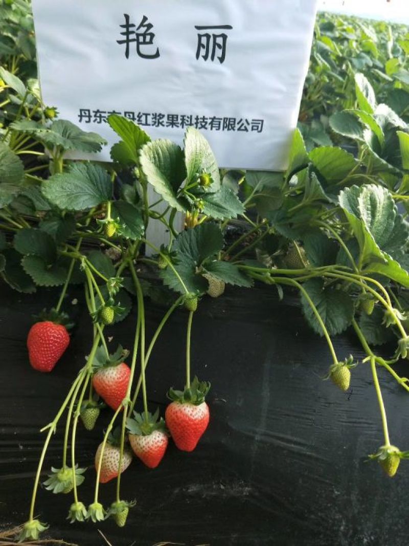 菠萝草莓苗10cm以下