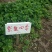 菠萝草莓苗10cm以下