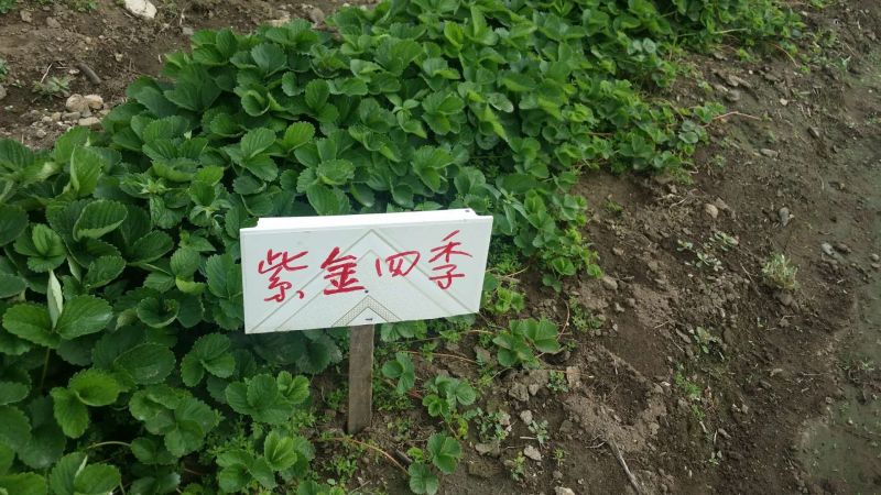 菠萝草莓苗10cm以下