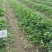 菠萝草莓苗10cm以下