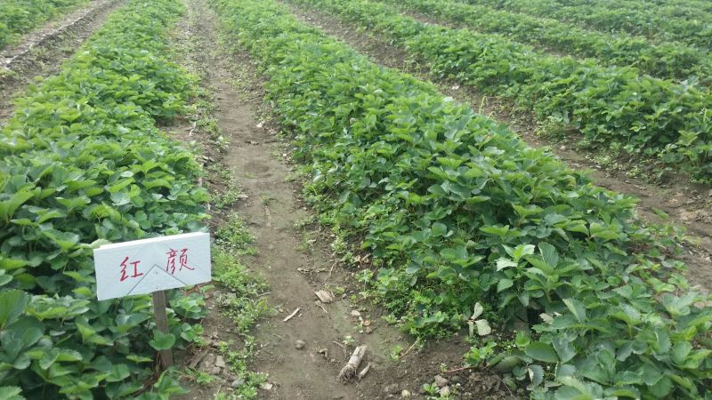 菠萝草莓苗10cm以下