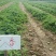 菠萝草莓苗10cm以下