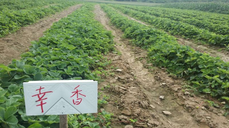 菠萝草莓苗10cm以下