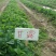 菠萝草莓苗10cm以下