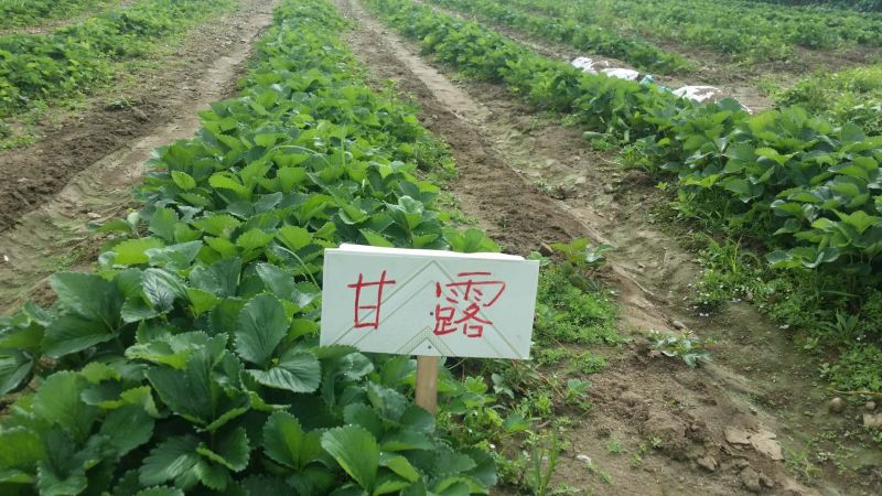 菠萝草莓苗10cm以下