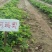 菠萝草莓苗10cm以下