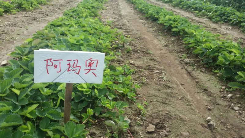 菠萝草莓苗10cm以下