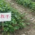 菠萝草莓苗10cm以下