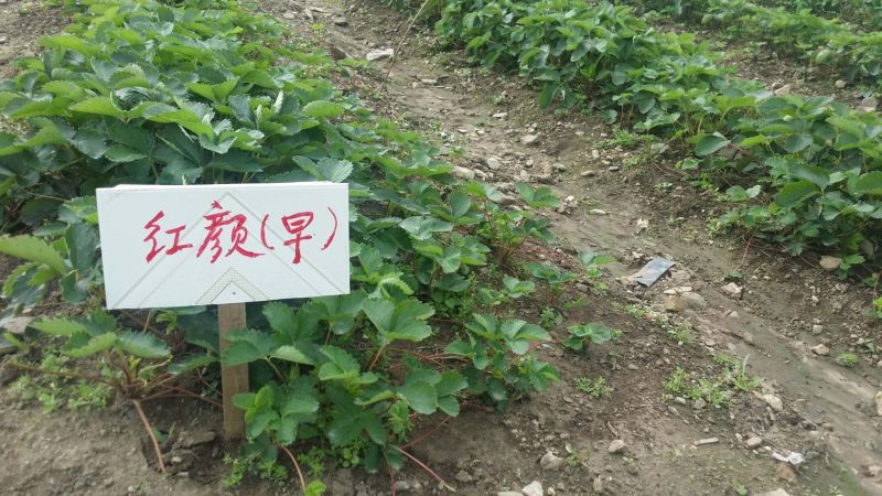 菠萝草莓苗10cm以下
