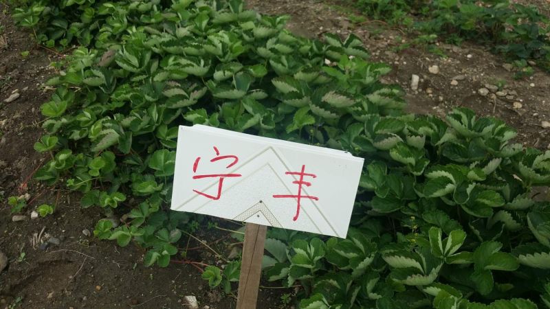 菠萝草莓苗10cm以下