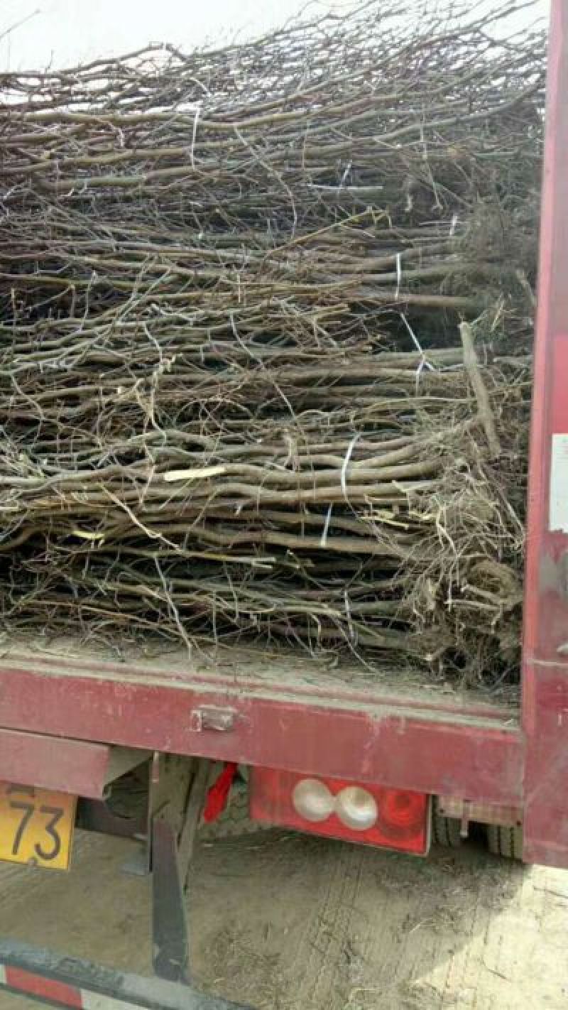 【枣树苗】金丝枣苗基地起苗成活率高品质高