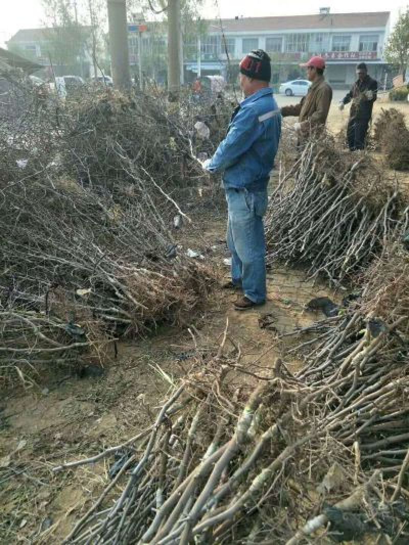 【枣树苗】金丝枣苗基地起苗成活率高品质高