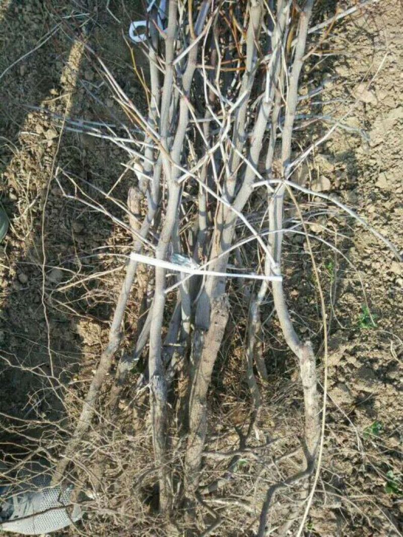【枣树苗】金丝枣苗基地起苗成活率高品质高