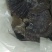纯野生灵芝统货