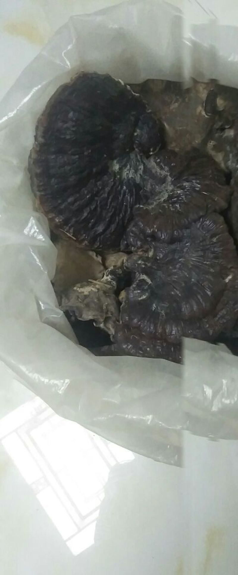 纯野生灵芝统货