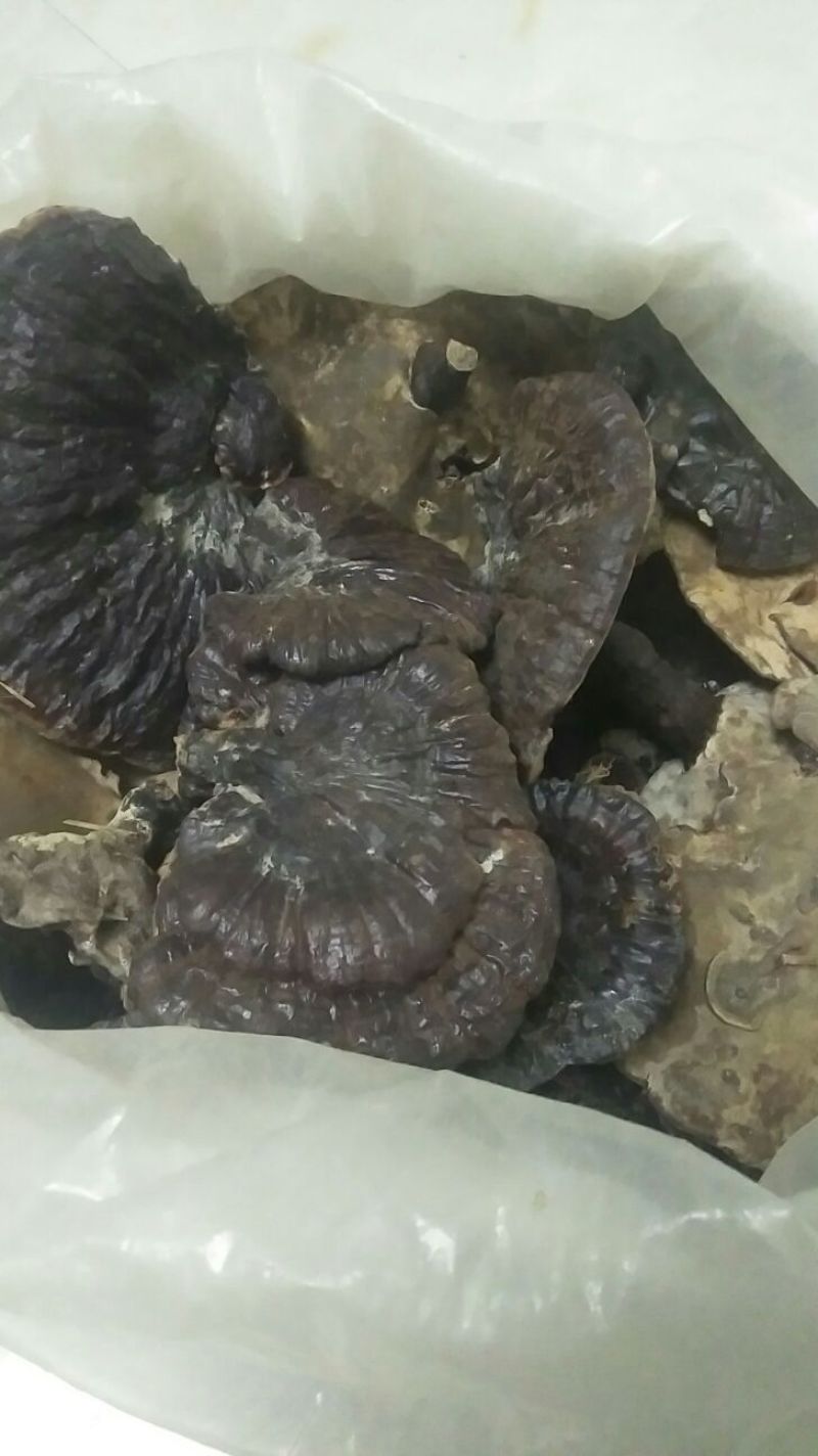 纯野生灵芝统货