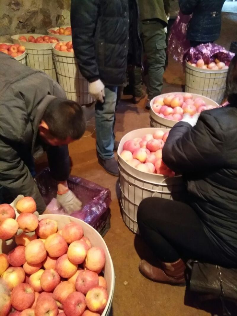 红富士苹果大量供应，有需要的老板与我联系