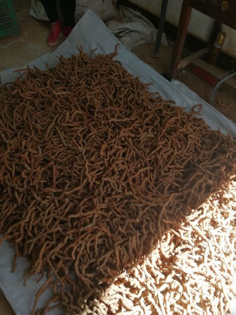 巴戟天一级鲜货