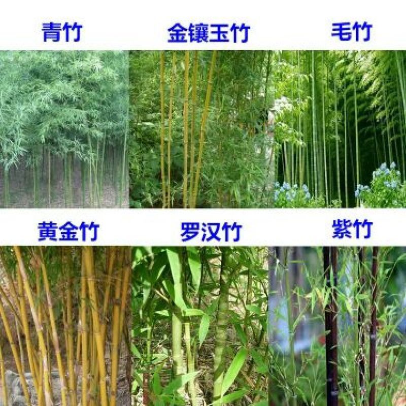 竹子青竹，紫竹，金镶玉竹