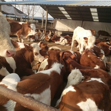 西门塔尔牛犊300~400kg